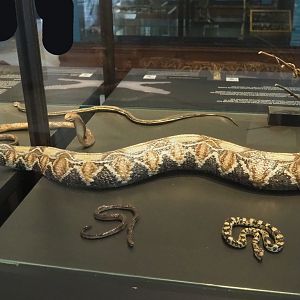 Snake replicas, 2021-10-20