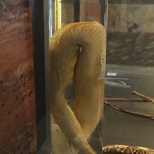 Gaboon viper (Bitis gabonica), bleached wet-preserved specimen, 2021-10-20