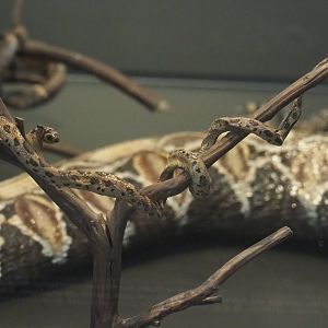 Rhombic egg eater snake (Dasypeltis scabra) replica, 2021-10-20