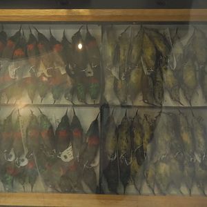 Box with Olive-bellied sunbird  (Cinnyris chloropygius) specimens, 2021-10-20