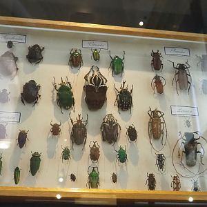 Display case with large and colorful Coleoptera specimens, 2021-10-20