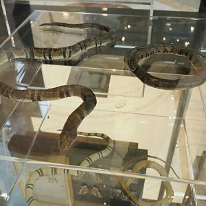 Banded water cobra (Naja annulata) and Ornate African water snake (Grayia ornata) replicas, 2021-10-20