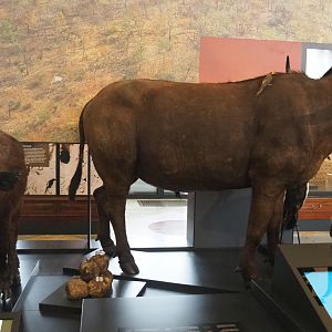 Cape buffalo (Syncerus caffer caffer) specimens, 2021-10-20