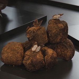 Dung pile replica with Lightning charaxes (Charaxes fulgurata) specimens, 2021-10-20