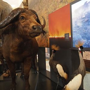 Cape buffalo (Syncerus caffer caffer) and Grey-crowned crane (Balearica regulorum) specimens, 2021-10-20