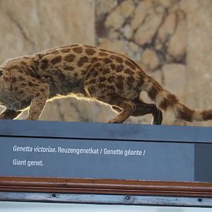 Giant forest genet (Genetta victoriae) specimen, 2021-10-20
