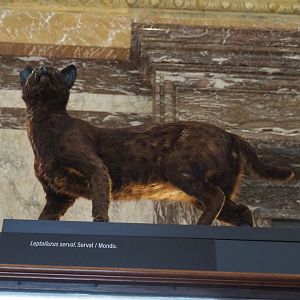 Very dark Serval (Leptailurus serval) specimen, 2021-10-20