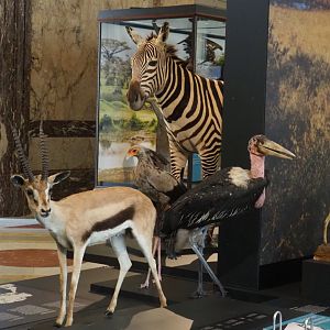 Ungulate and large bird specimens in the Landscapes and Biodiversity Hall, 2021-10-20
