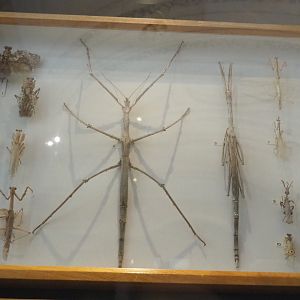 Display case with Phasmid specimens, 2021-10-20