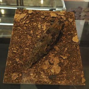 Standard-winged nightjar (Caprimulgus longipennis) specimen, 2021-10-20