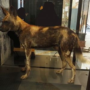 African hunting dog (Lycaon pictus) specimen, 2021-10-20