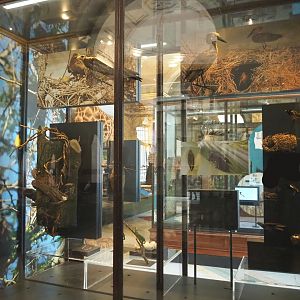 Display on birds' nests, with bird specimens, 2021-10-20