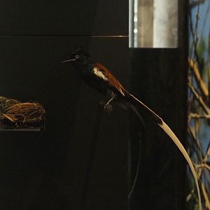 African paradise flycatcher  (Terpsiphone viridis) and African emerald cuckoo chick (Chrysococcyx cupreus) specimens, 2021-10-20