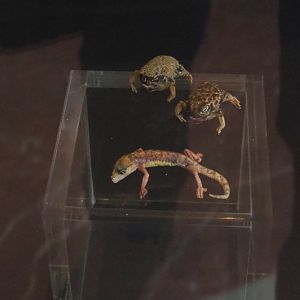 Desert rain frogs (Breviceps macrops) and Namib sand gecko (Pachydactylus rangei) replicas, 2021-10-20