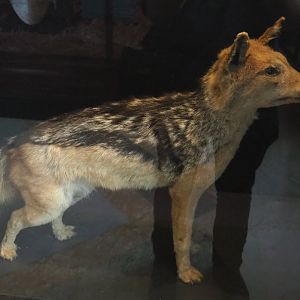 Black-backed jackal (Lupulella mesomelas) specimen, 2021-10-20