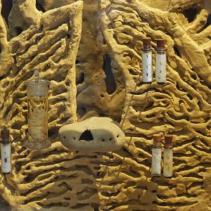 Macrotermes bellicosus specimen vials in termite mound display, 2021-10-20