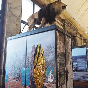 Termite mounds display case with African lion specimen on top, 2021-10-20
