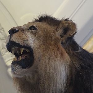 African lion (Panthera leo) specimen, 2021-10-20