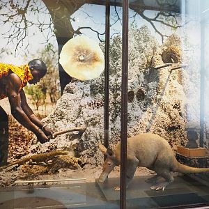 Display on the ecology and usage of termite mounds, 2021-10-20