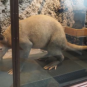 Aardvark (Orycteropus afer) specimen, 2021-10-20