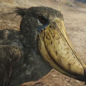 Shoebill (Balaeniceps rex) specimen, 2021-10-20