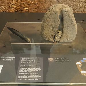 West African lungfish (Protopterus annectens) display with replicas, 2021-10-20