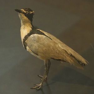 Egyptian plover (Pluvianus aegyptius) specimen, 2021-10-20