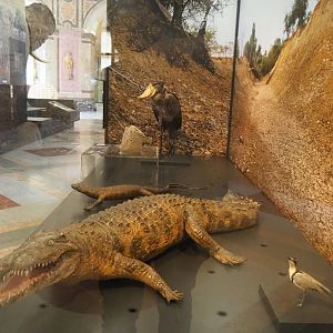 Display with river bank species, 2021-10-20