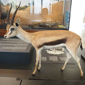 Thomson's gazelle (Eudorcas thomsonii) specimen, 2021-10-20