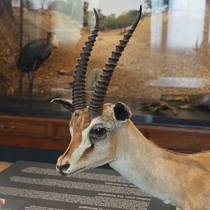 Thomson's gazelle (Eudorcas thomsonii) specimen, 2021-10-20