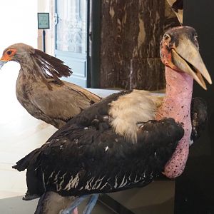 Secretary bird (Sagittarius serpentarius) and Marabou (Leptoptilos crumenifer) specimens, 2021-10-20