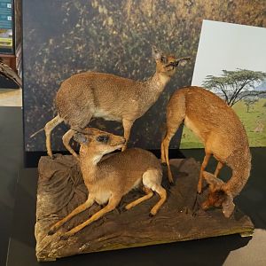 Günther's dik-diks (Madoqua guentheri) specimens, 2021-10-20