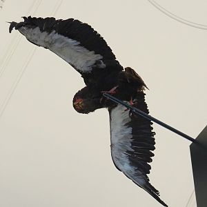 bateleur (Terathopius ecaudatus) specimen, 2021-10-20