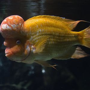 Midas cichlid (Amphilophus citrinellus)