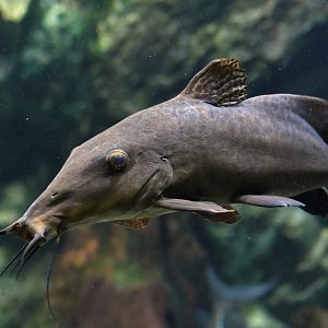 Auchenoglanis occidentalis