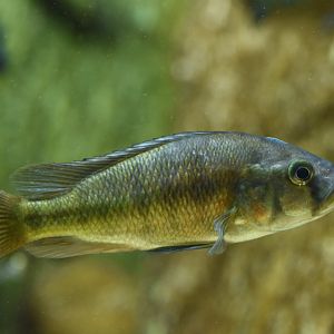 Haplochromis sp.
