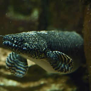 Polypterus ornatipinnis