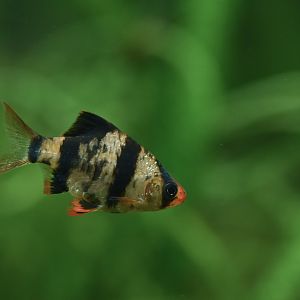 Puntigrus cf. tetrazona