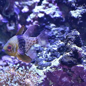 Sphaeramia nematoptera