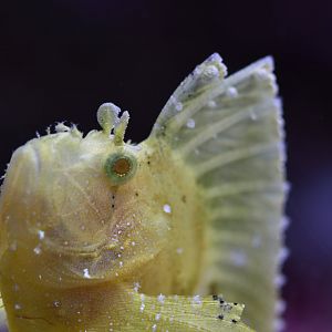 Taenianotus tricanthus