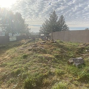 Black-Tailed Prairie Dog Exhibit