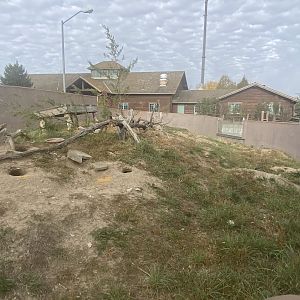 Black-Tailed Prairie Dog Exhibit