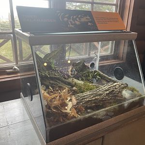 Visitor Center - Eastern Tiger Salamander Terrarium