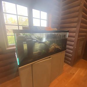 Visitor Center - Painted Turtle Tank