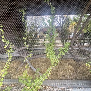 Small Animal Rotunda - Bobcat Exhibit