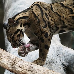 Clouded leopard grooming