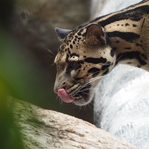 Clouded leopard