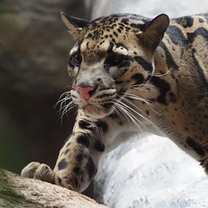 Clouded leopard