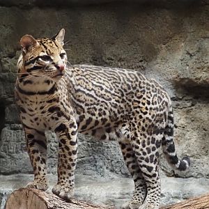 Ocelot