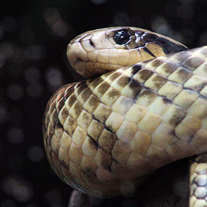 Oct. 2021 - Museum of Science - Hall of Venom - False Water Cobra